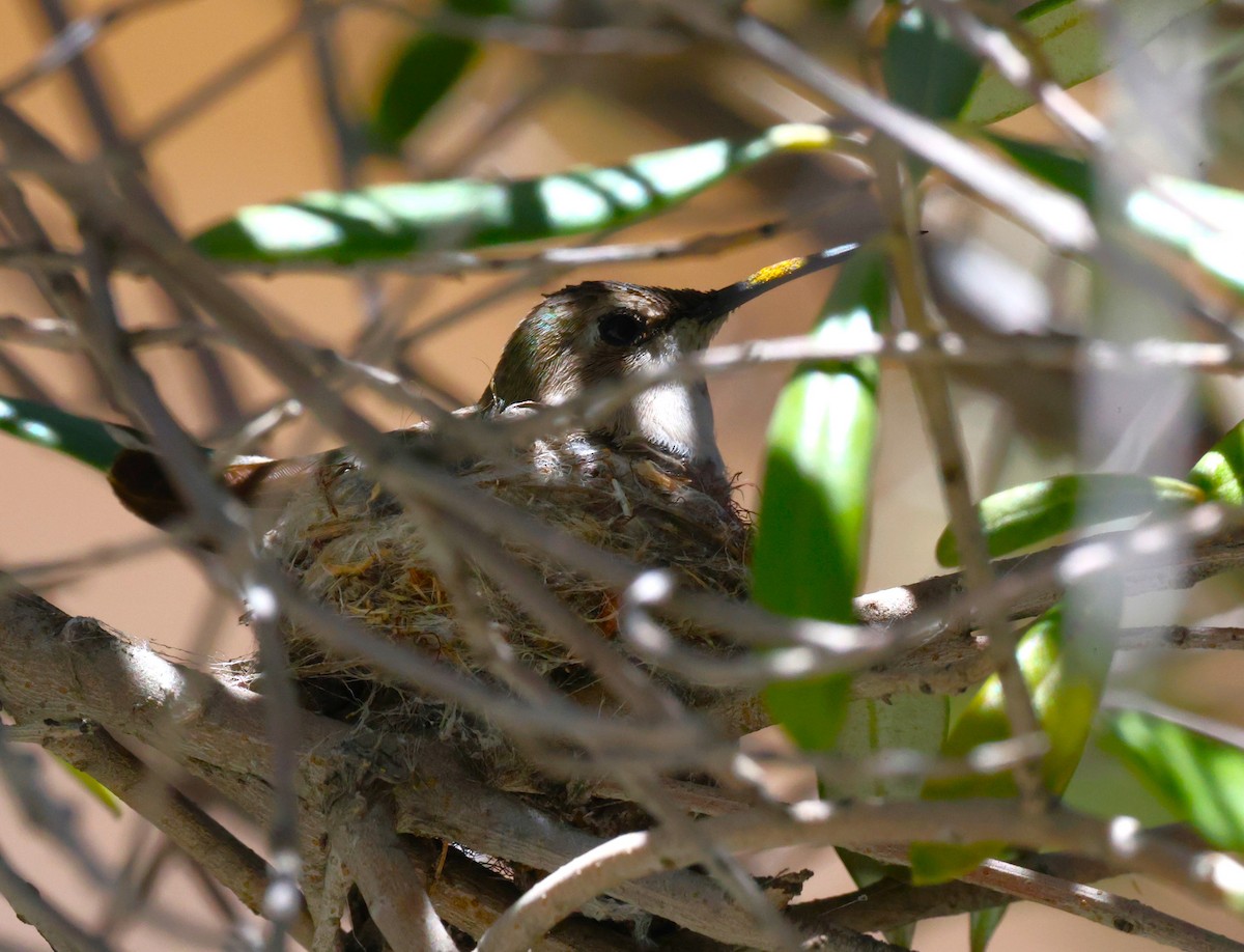 Costa's Hummingbird - ML618579264