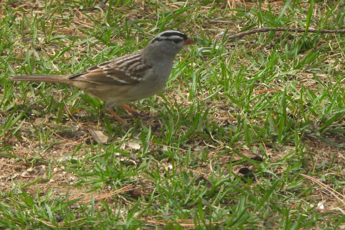 White-crowned Sparrow - ML618579265