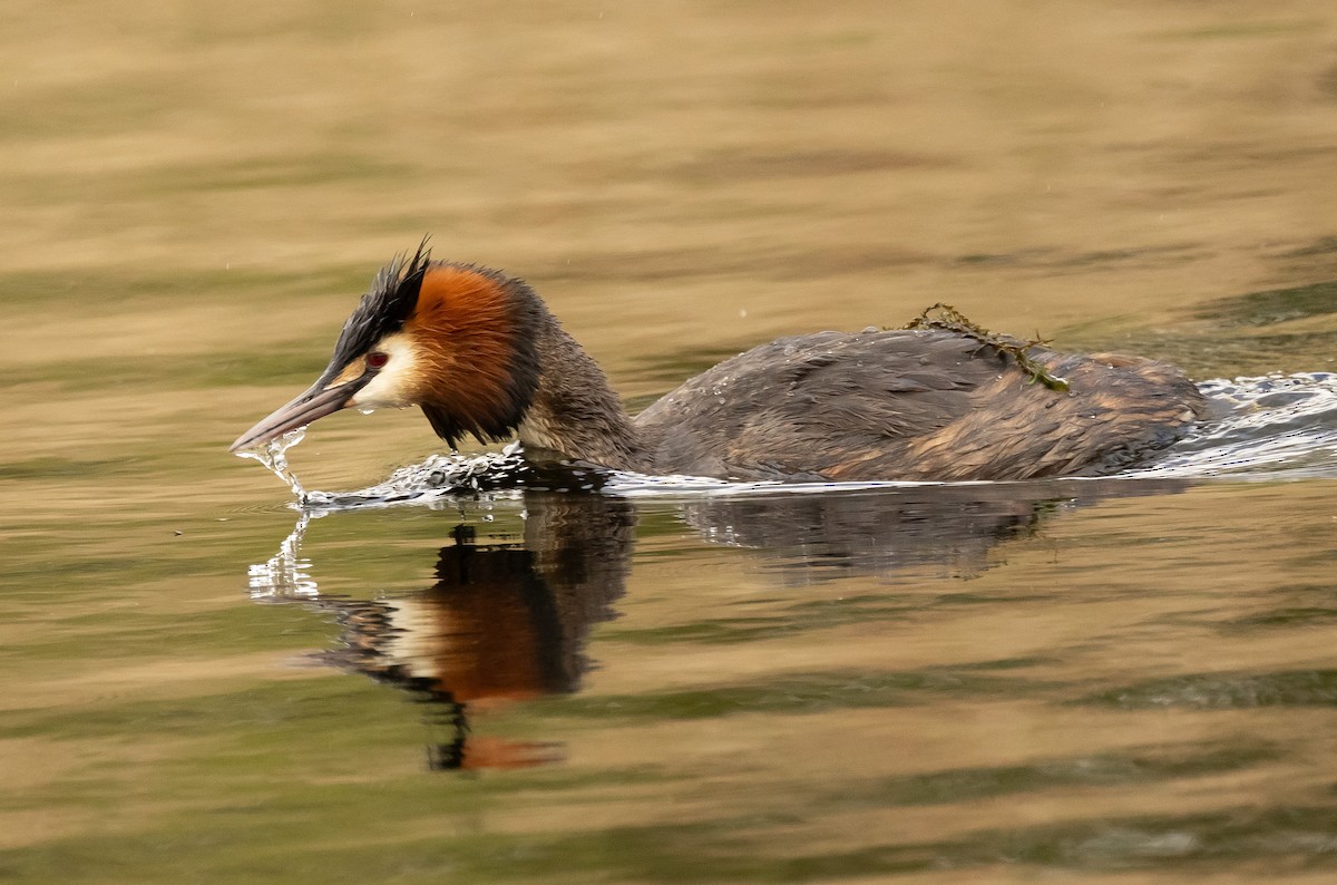 Great Crested Grebe - ML618579268