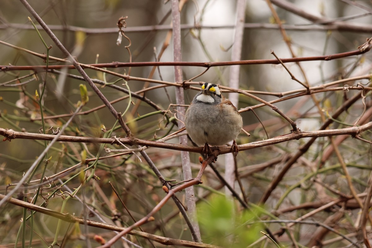 White-throated Sparrow - ML618579275