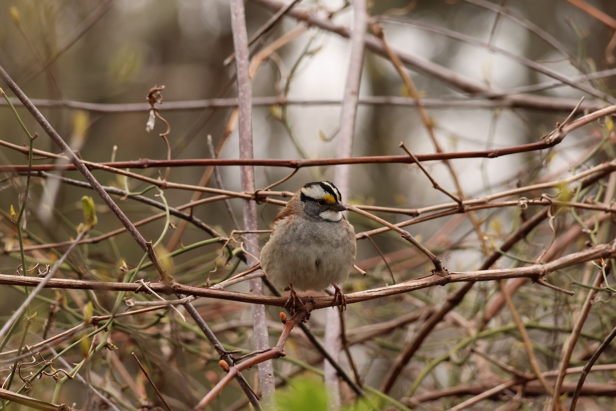 White-throated Sparrow - ML618579278