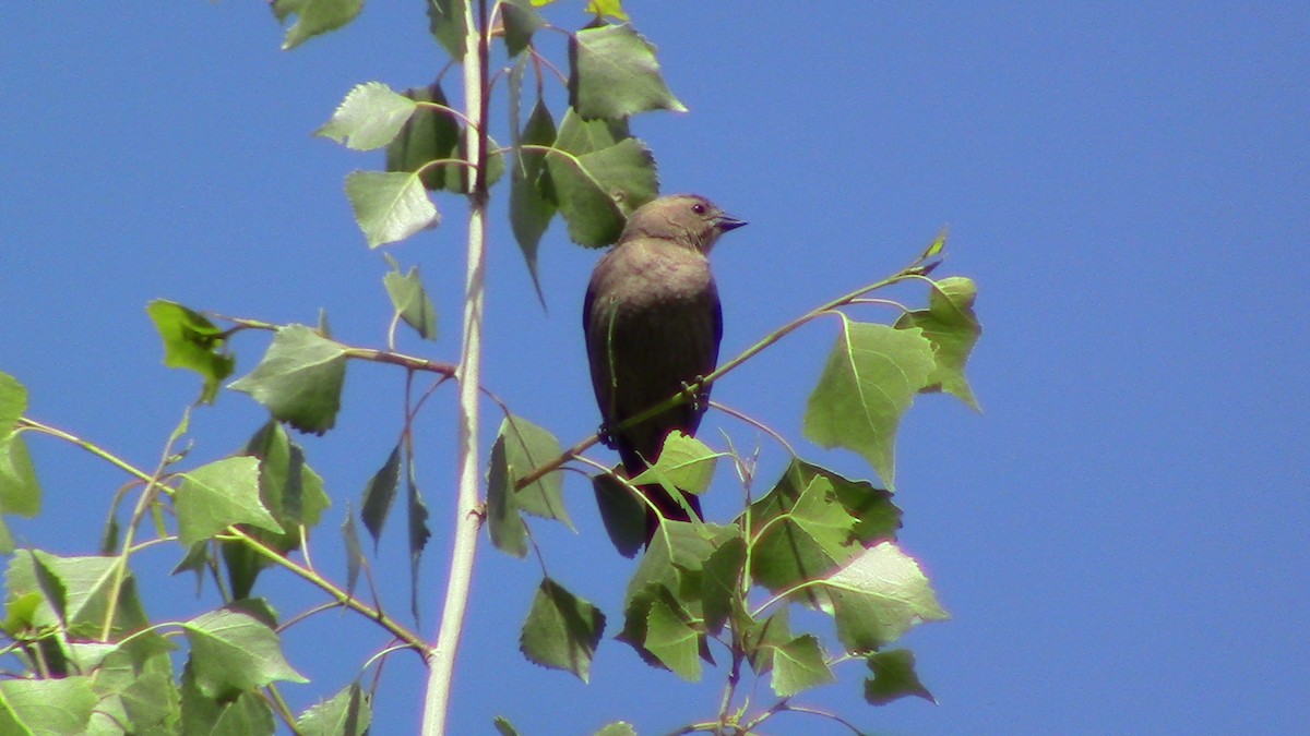 Brown-headed Cowbird - ML618579315