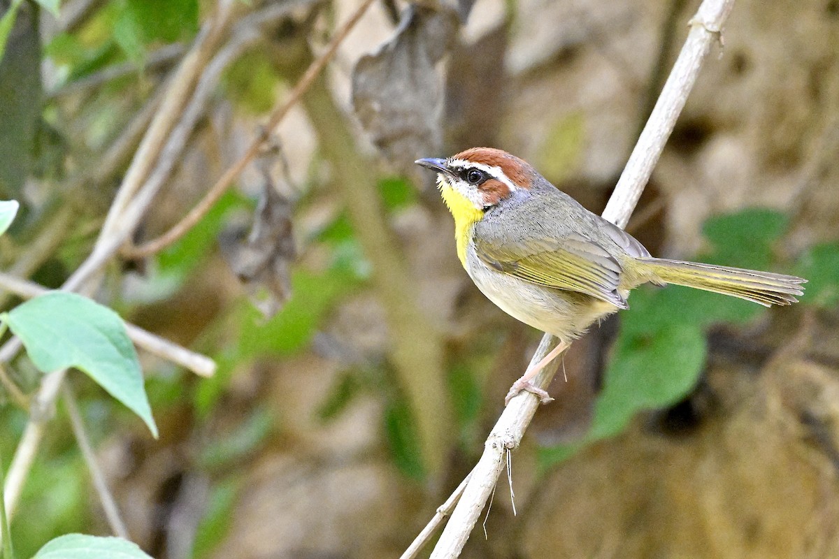 Rufous-capped Warbler - ML618579318