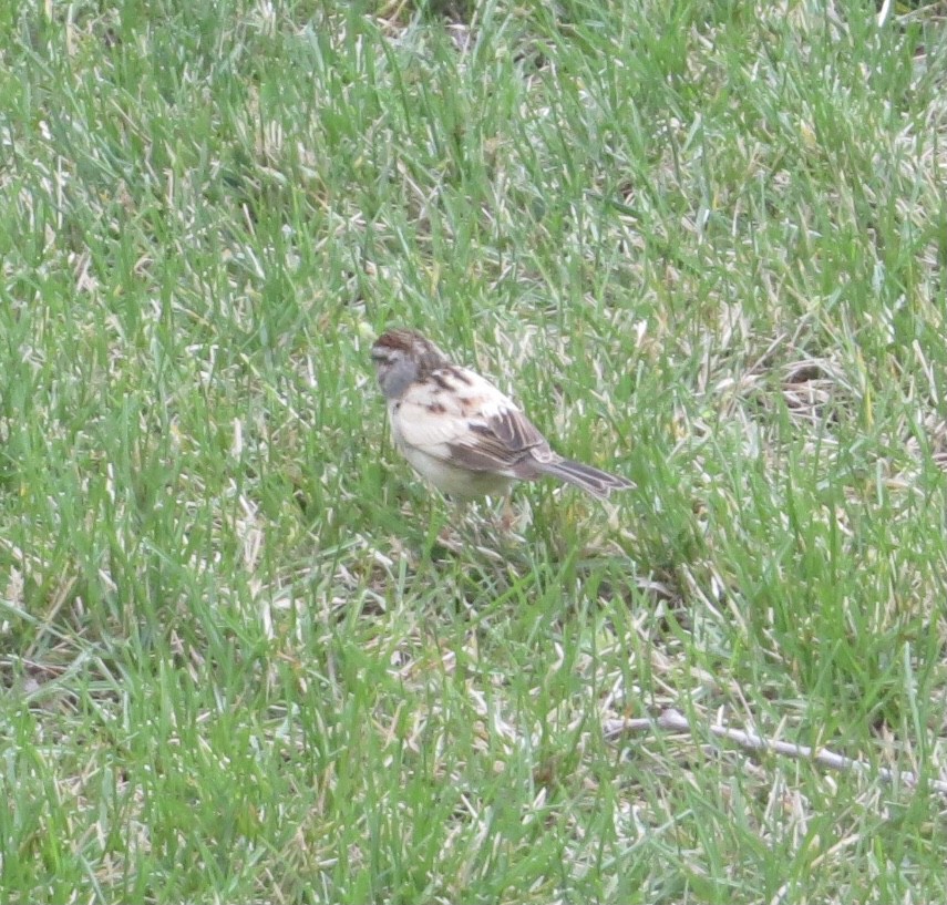 Chipping Sparrow - ML618579335