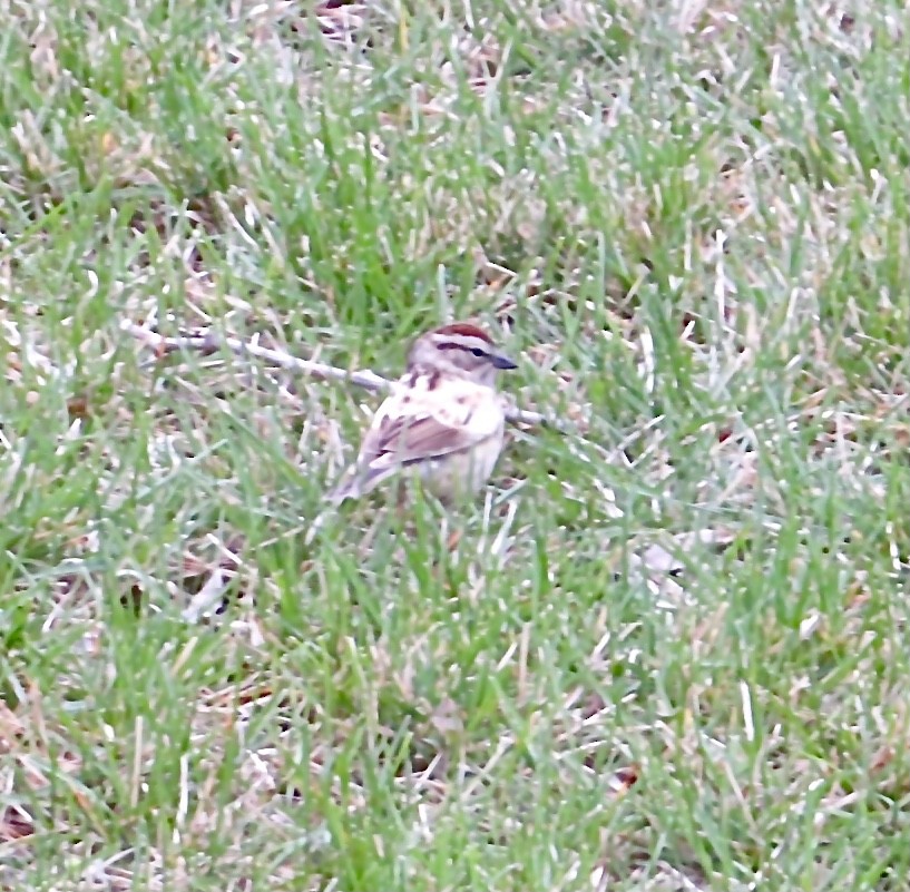 Chipping Sparrow - Kathy Hedegard