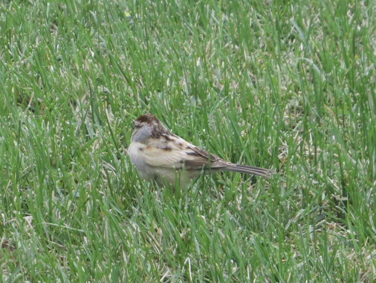 Chipping Sparrow - ML618579337