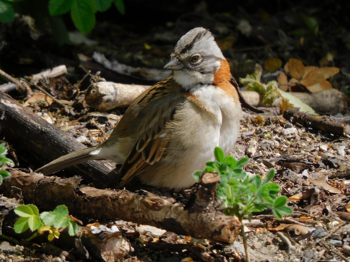 Rufous-collared Sparrow - ML618579381
