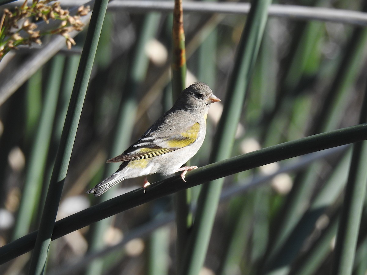 Lawrence's Goldfinch - ML618579394