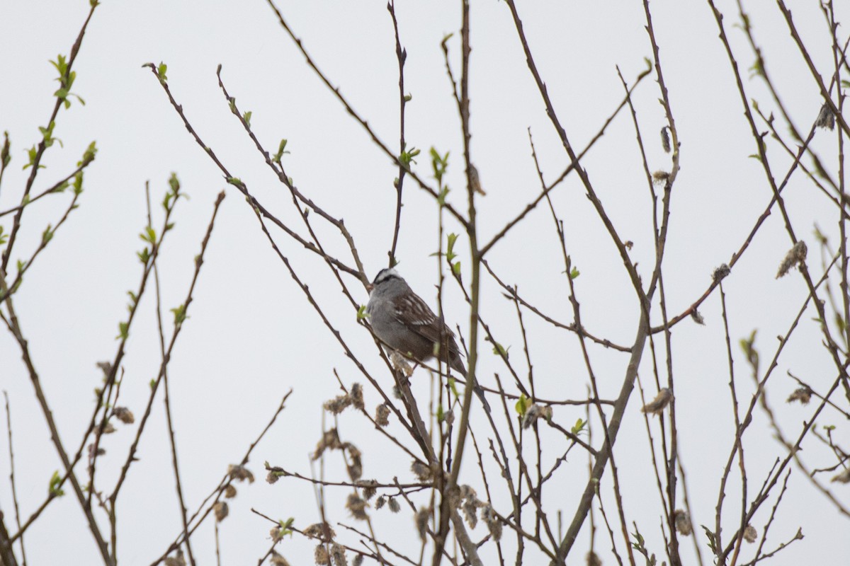 White-crowned Sparrow - ML618579416