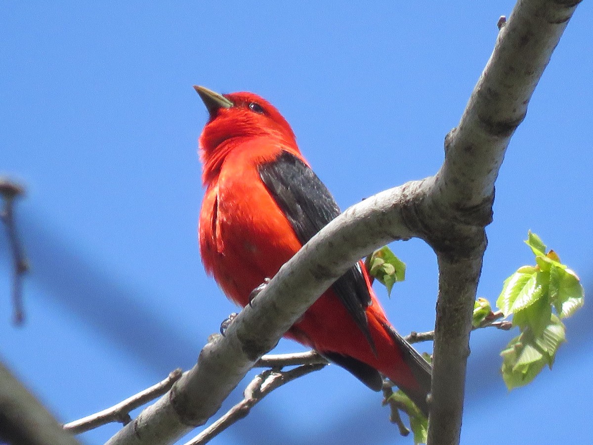 Scarlet Tanager - ML618579425