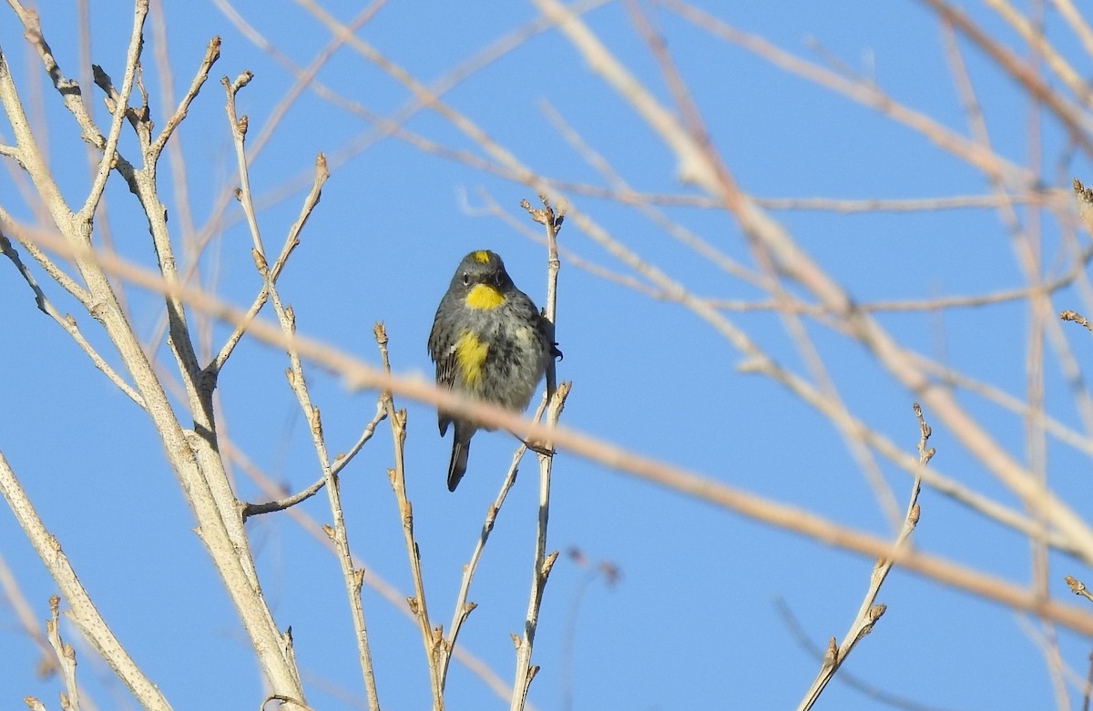 Yellow-rumped Warbler (Audubon's) - ML618579434