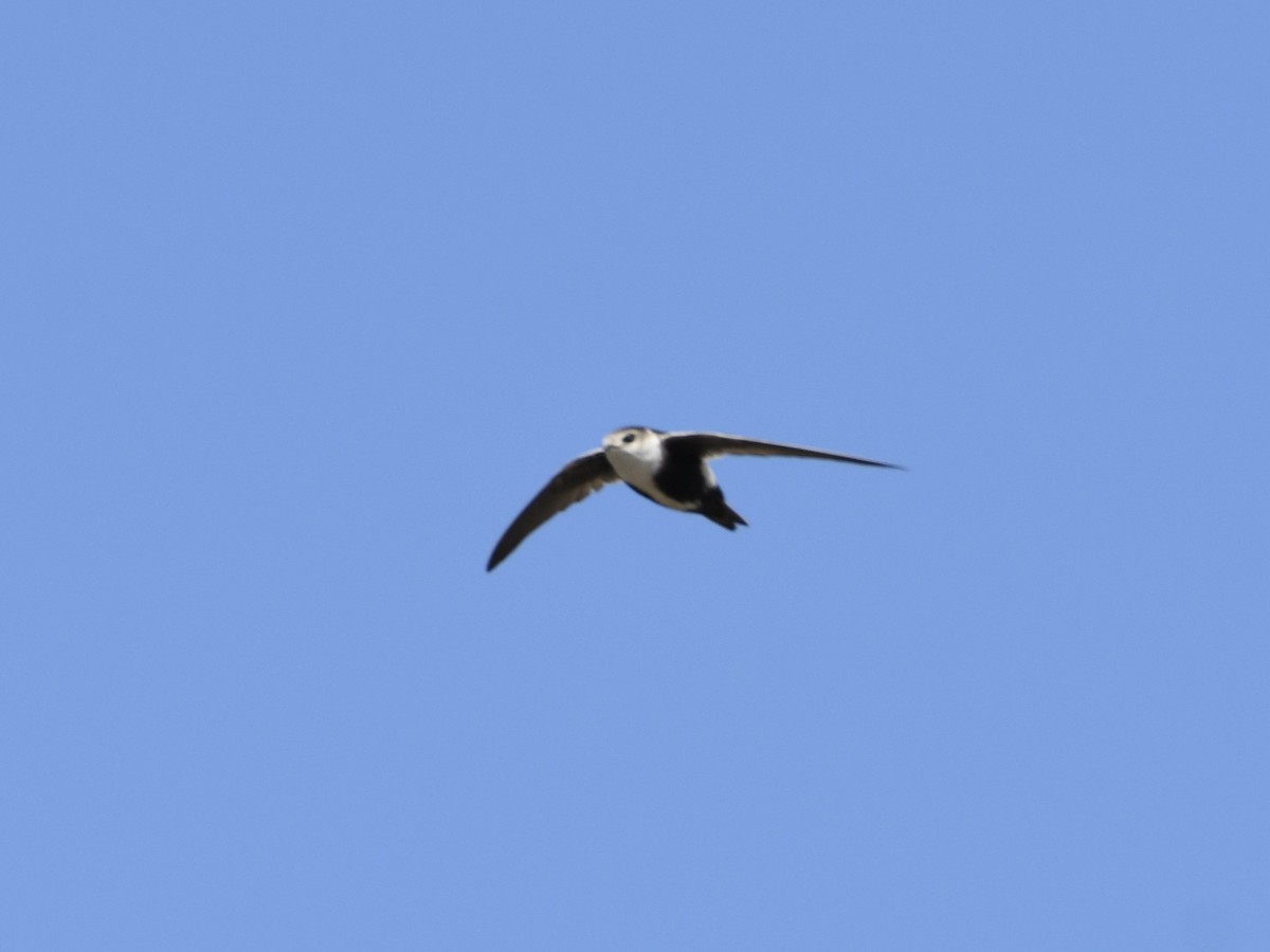 White-throated Swift - ML618579466