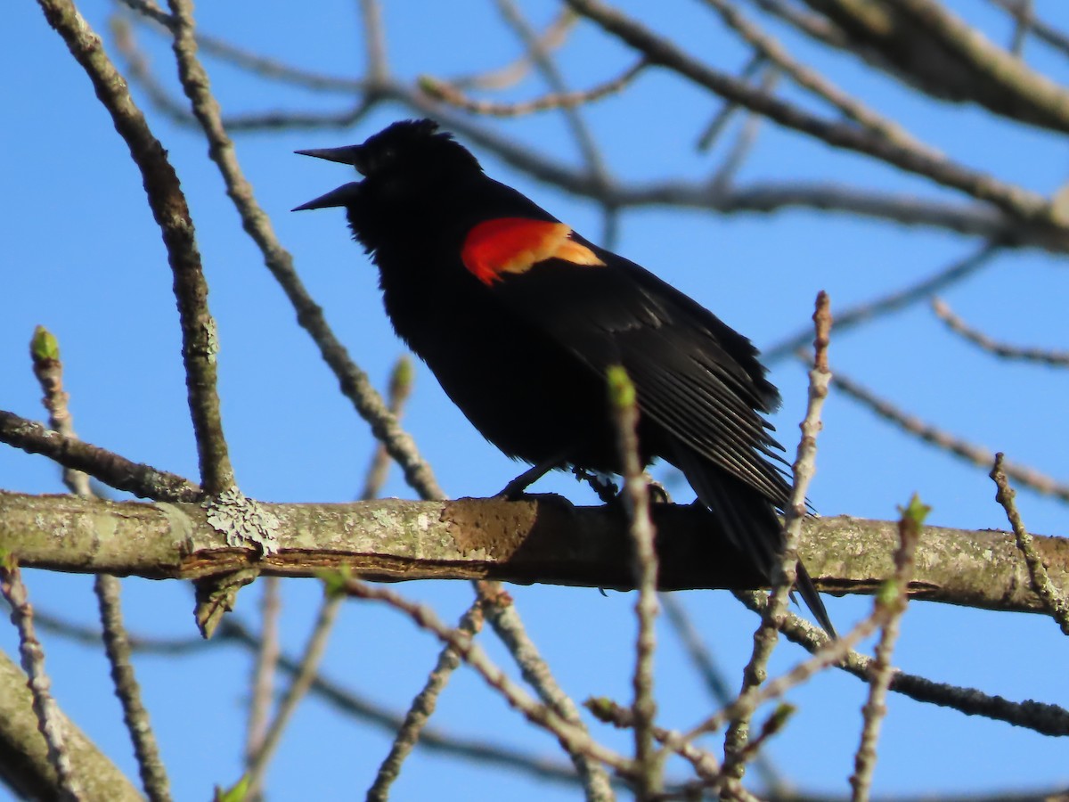 Red-winged Blackbird - ML618579476