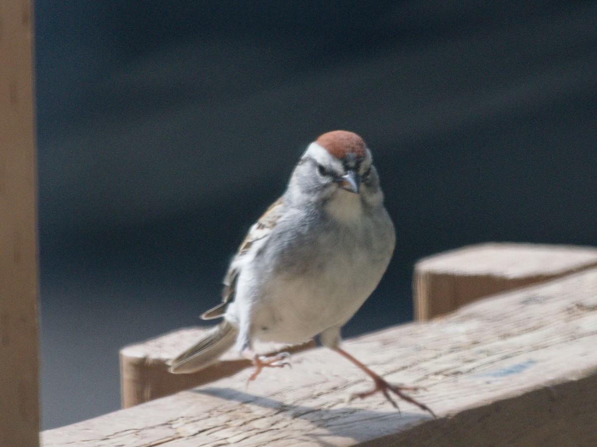Chipping Sparrow - ML618579491