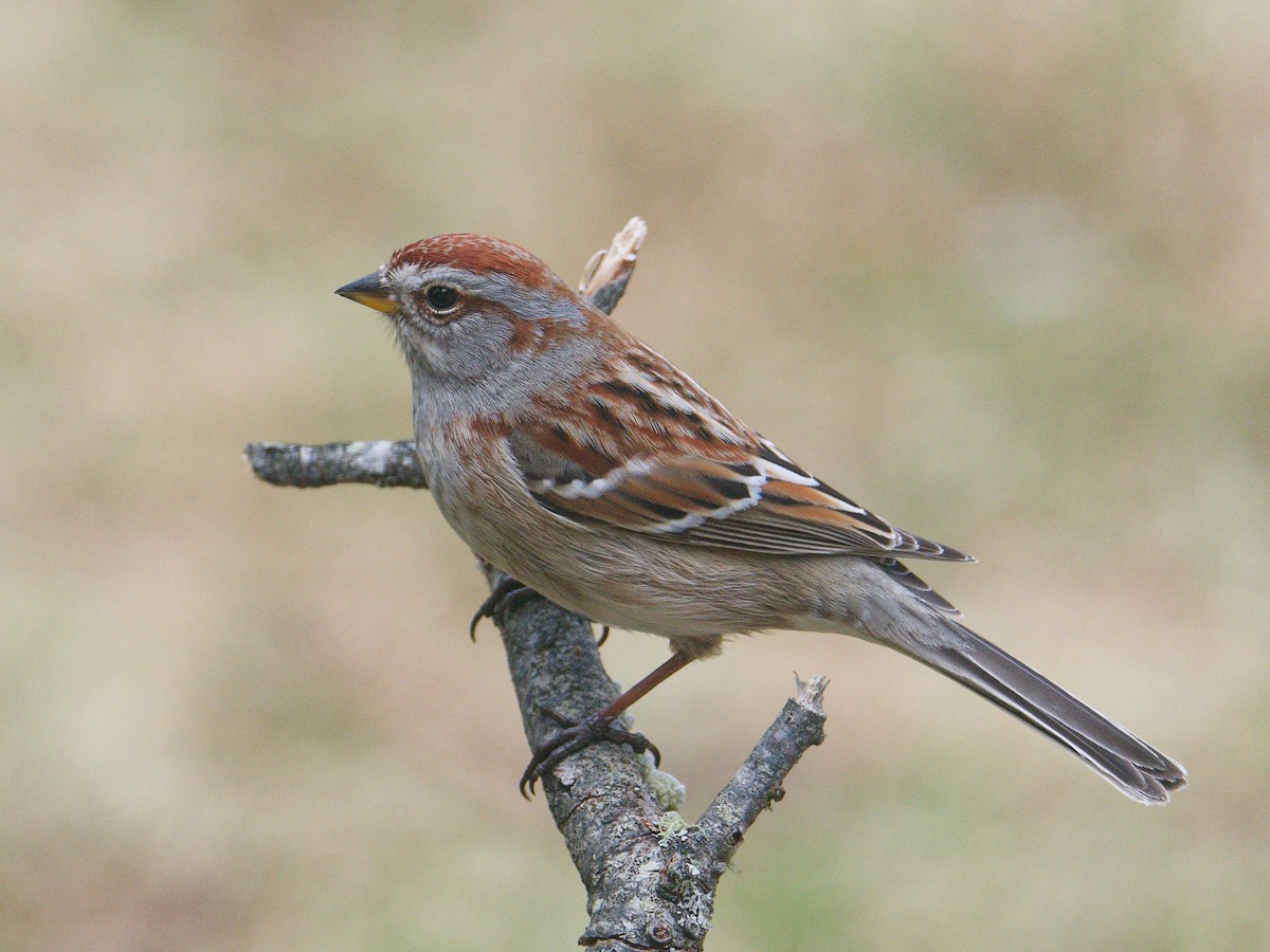American Tree Sparrow - ML618579500