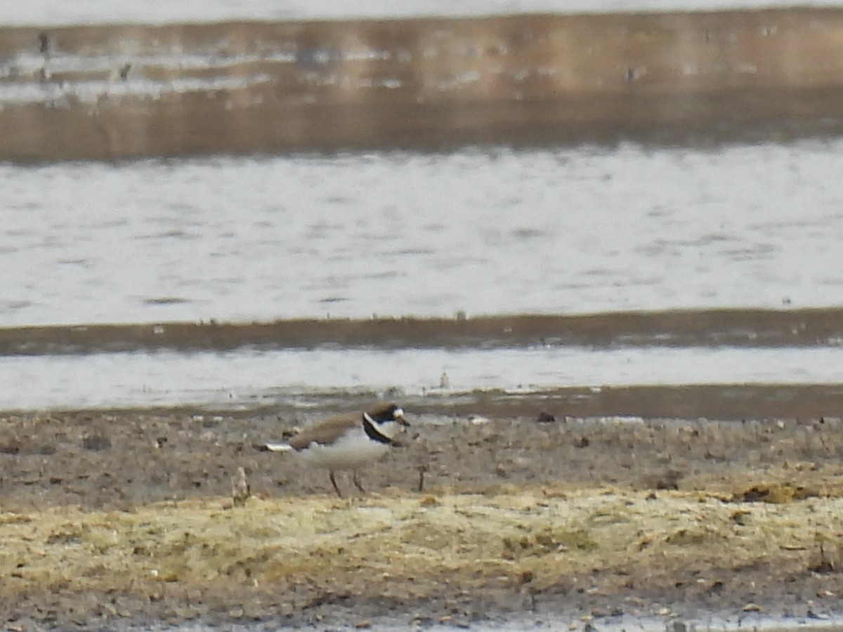 Semipalmated Plover - ML618579503