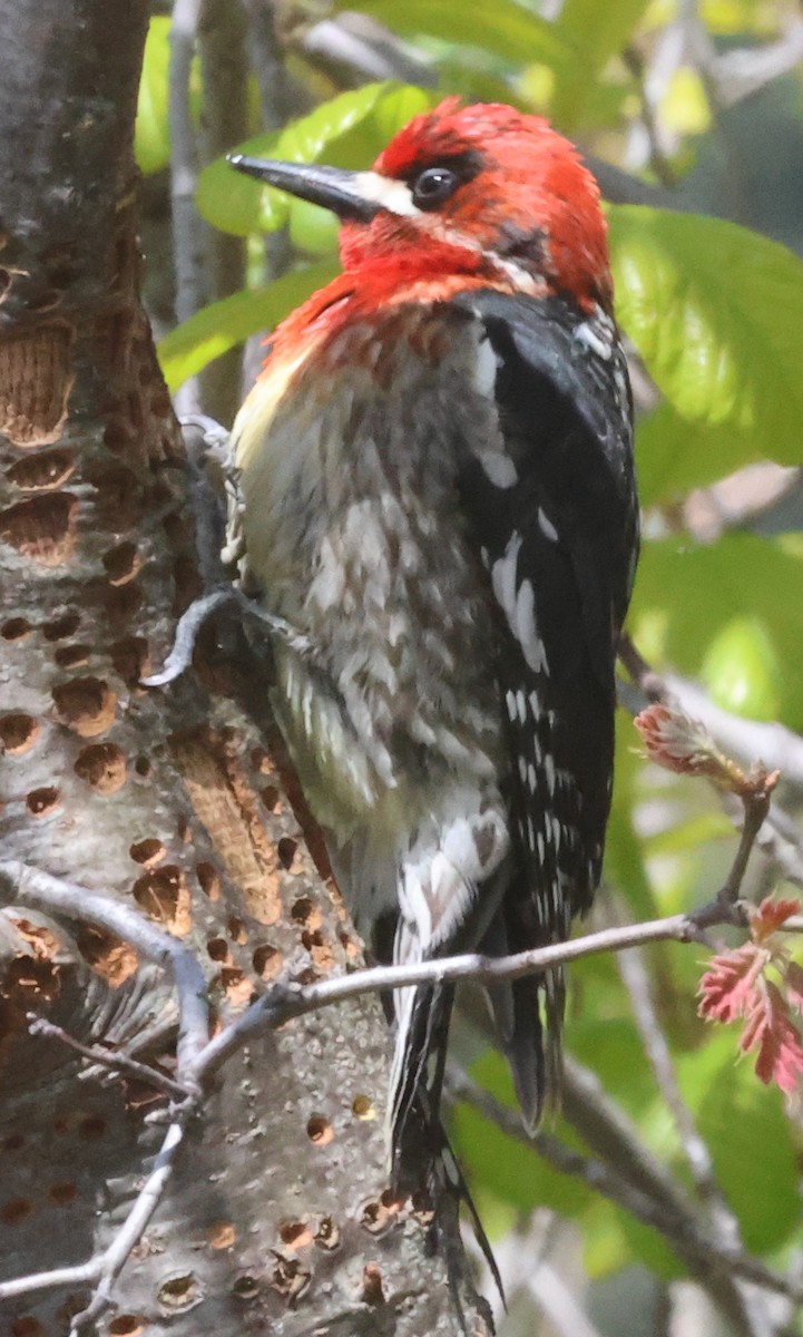 Red-breasted Sapsucker - ML618579504