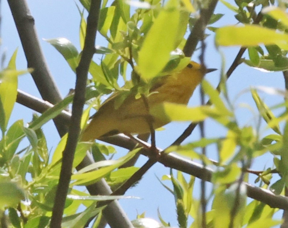 Yellow Warbler - ML618579512