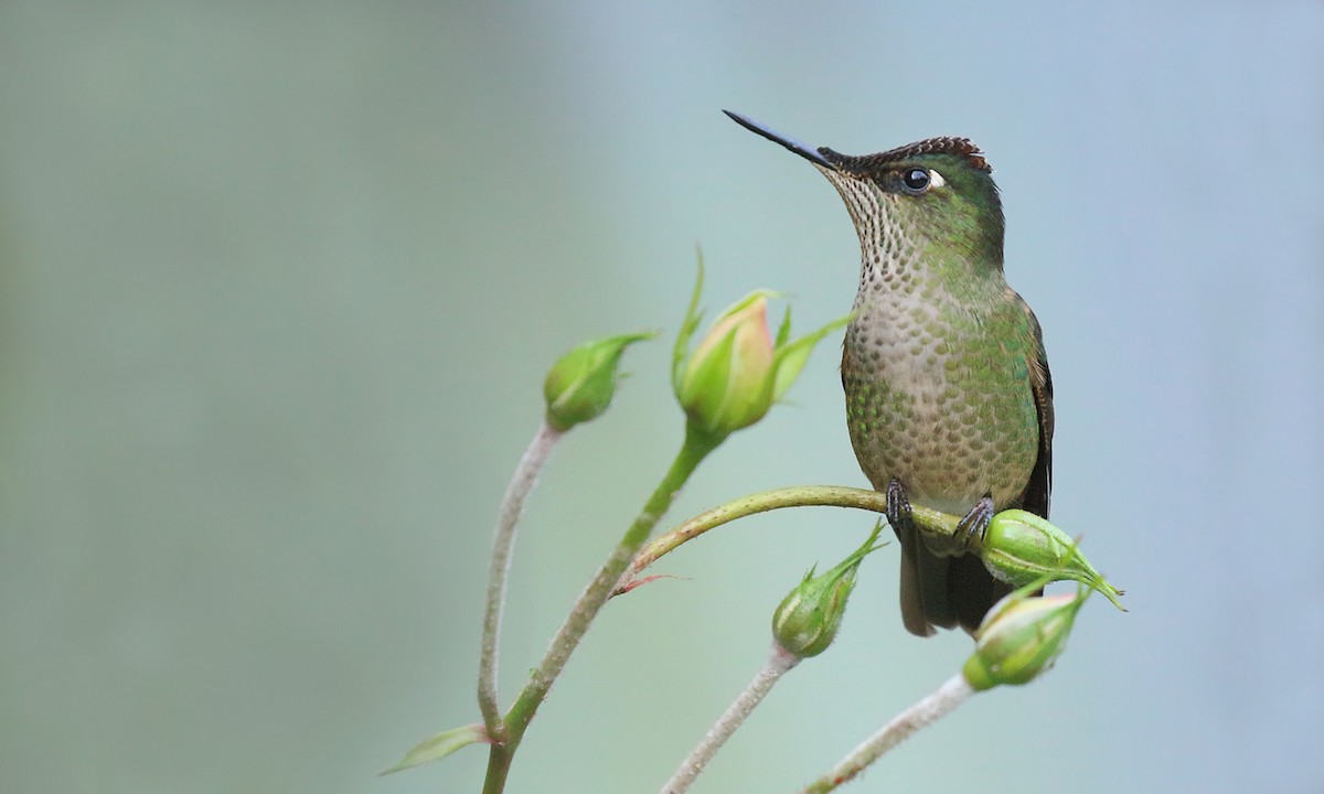 Green-backed Firecrown - ML618579537
