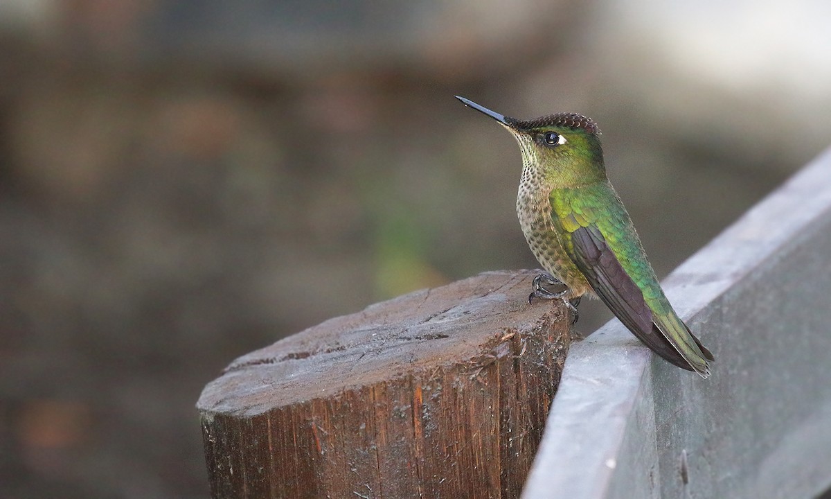 Green-backed Firecrown - ML618579538