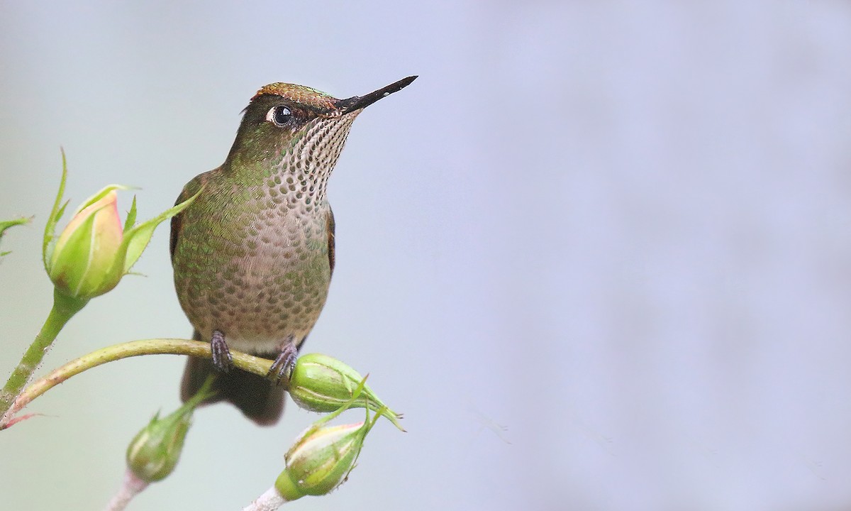 Green-backed Firecrown - ML618579539