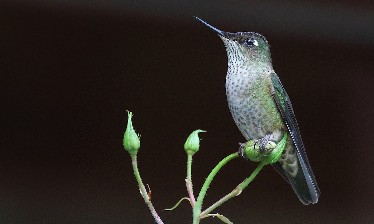 Green-backed Firecrown - ML618579540