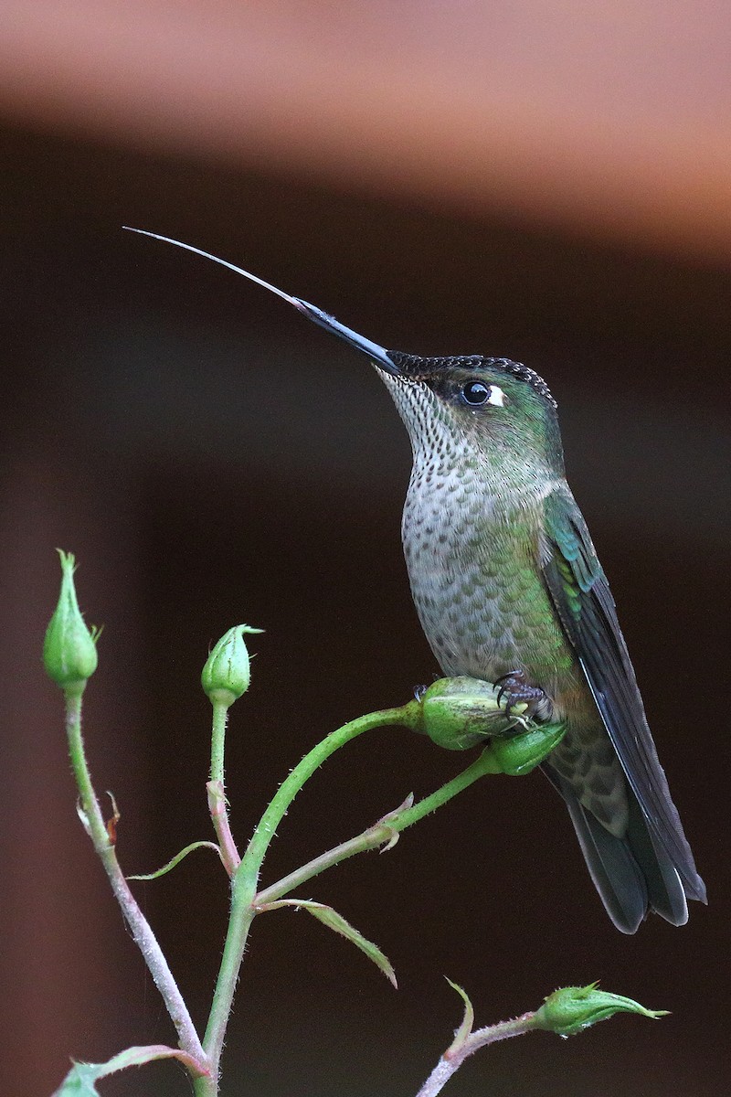 Green-backed Firecrown - ML618579542