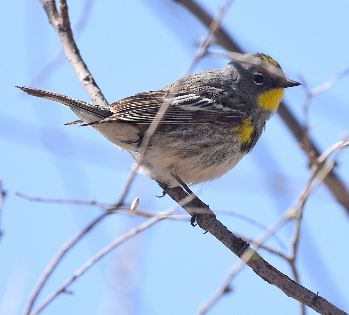 Yellow-rumped Warbler (Audubon's) - ML618579567