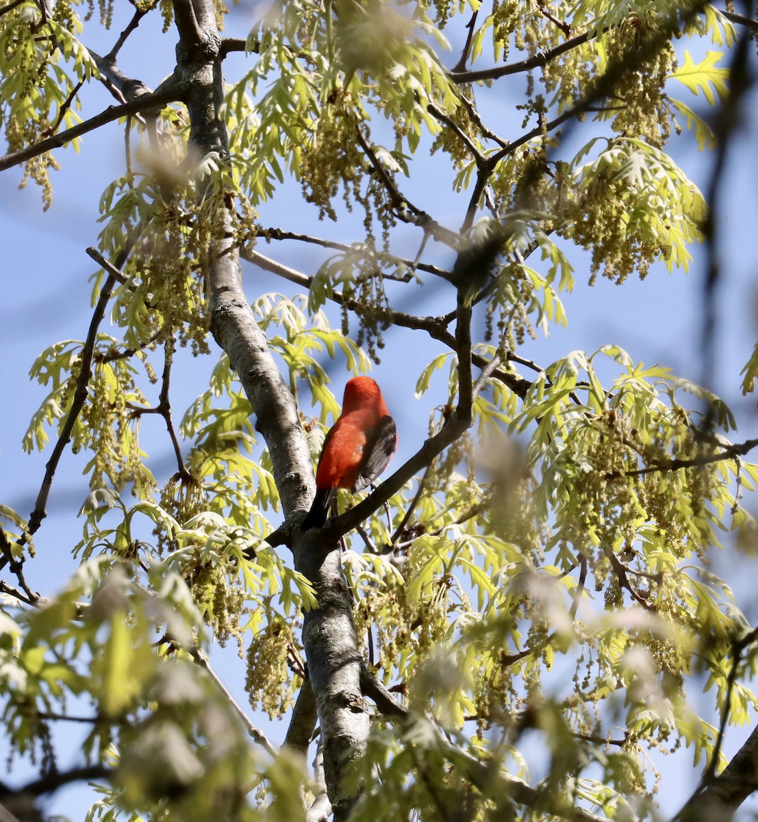 Scarlet Tanager - ML618579568