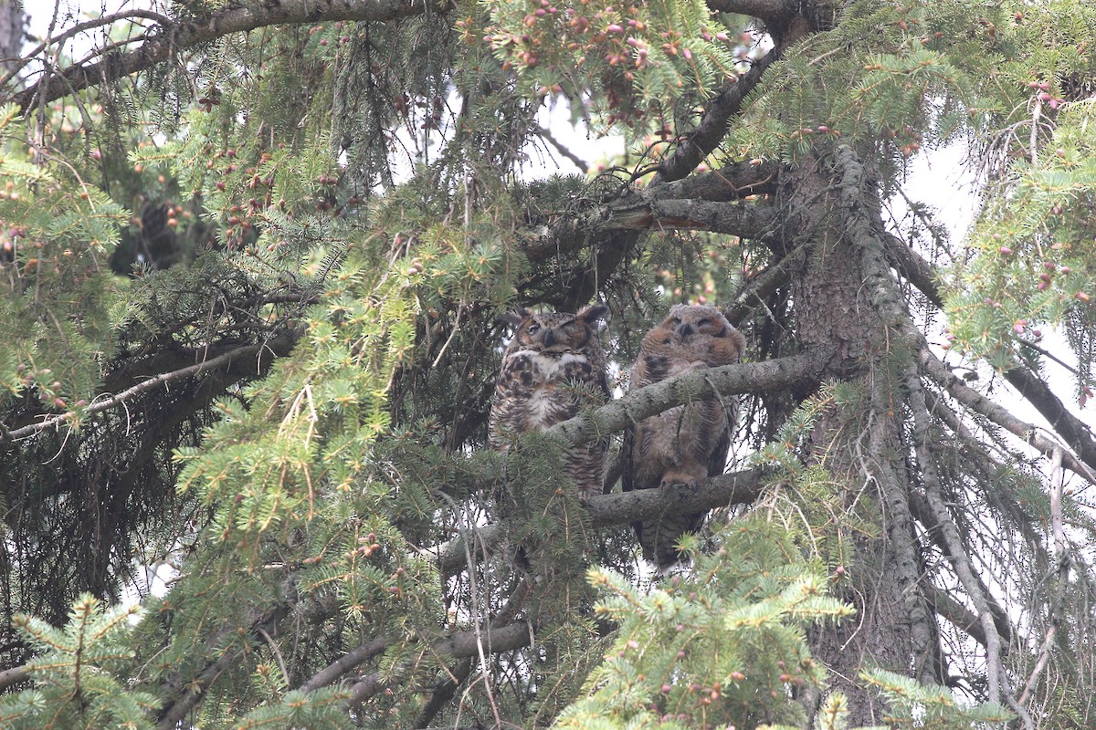 Great Horned Owl - ML618579583