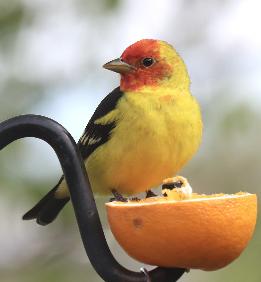 Western Tanager - ML618579587