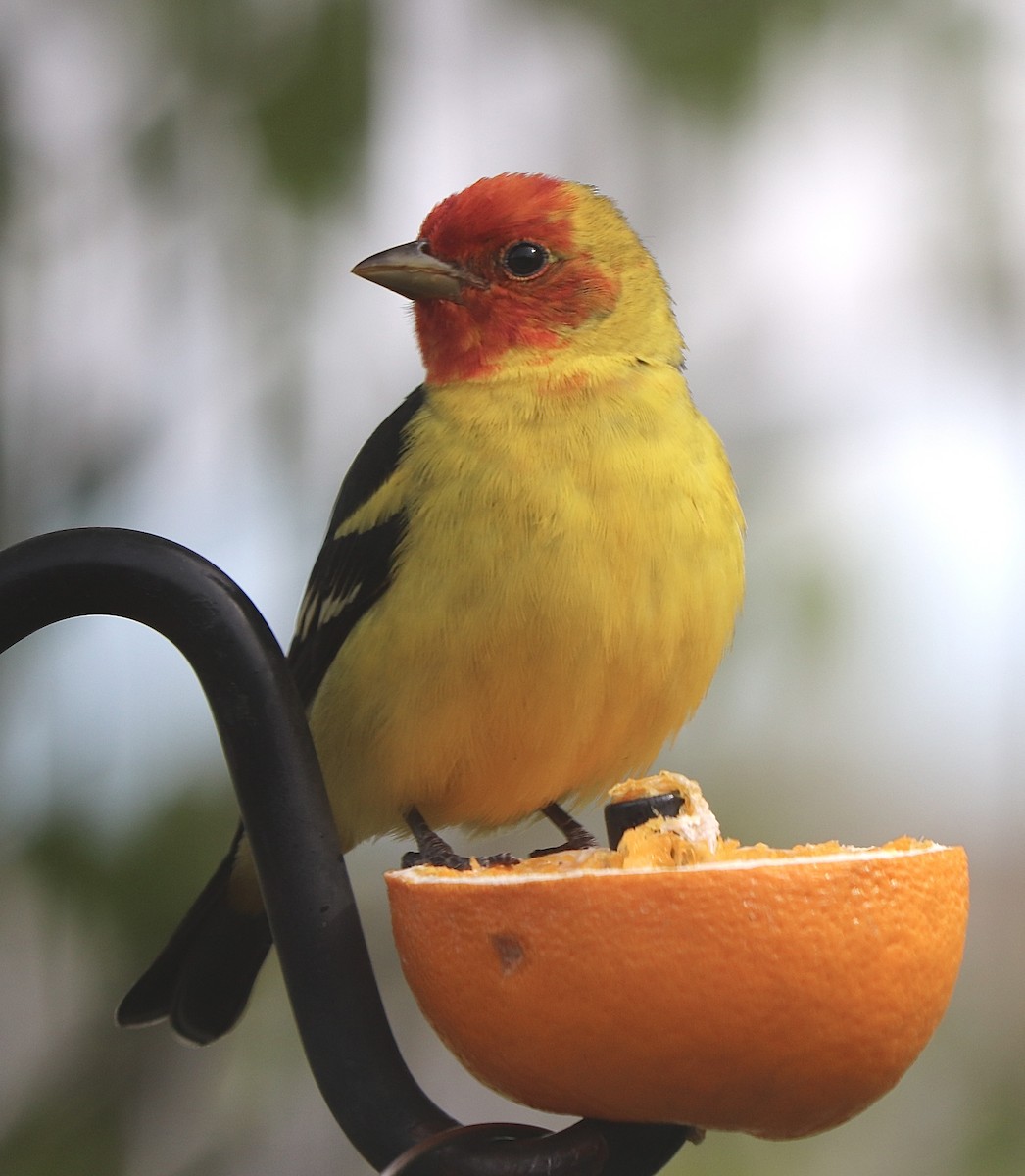 Western Tanager - ML618579588
