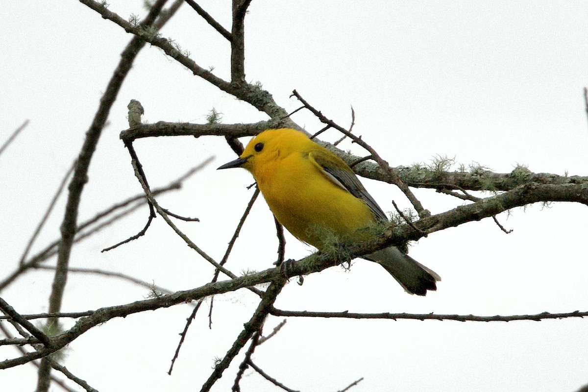 Prothonotary Warbler - ML618579612