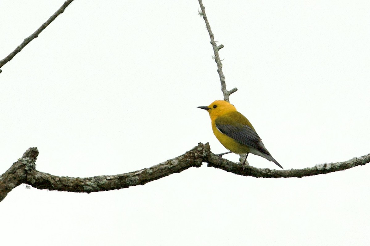 Prothonotary Warbler - ML618579616