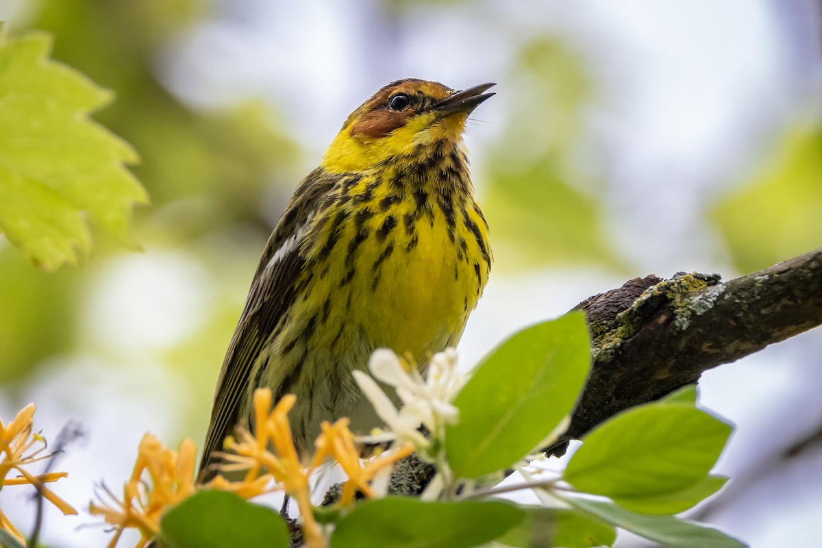 Cape May Warbler - ML618579634