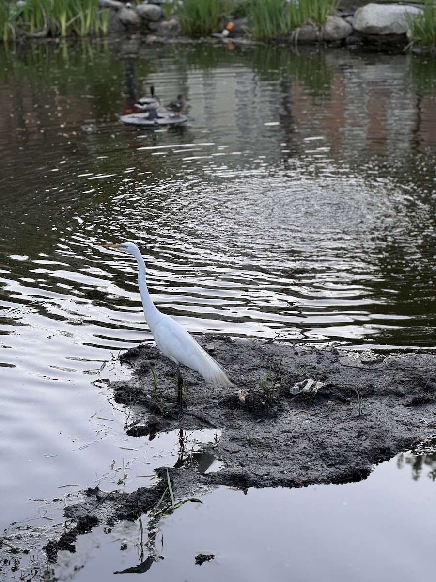 Snowy Egret - harly weinstock