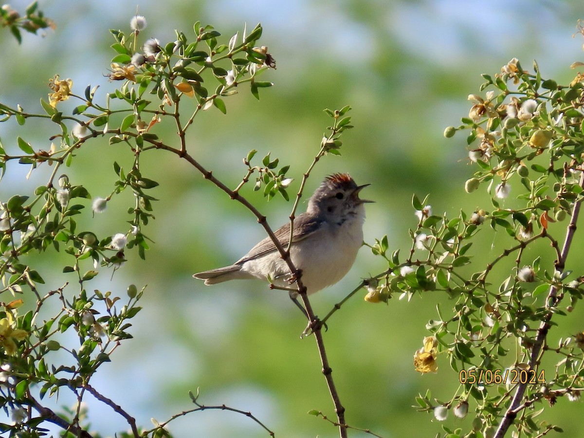 Lucy's Warbler - ML618579656