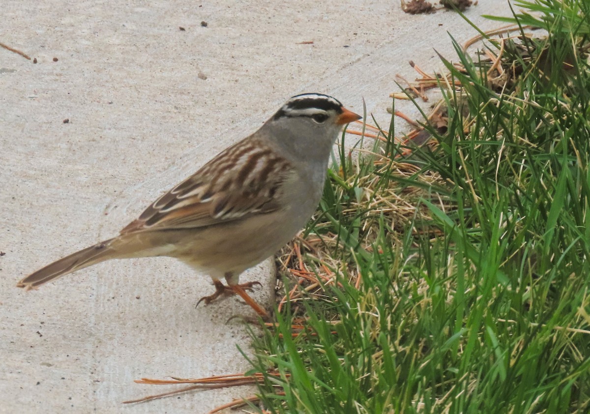 White-crowned Sparrow - ML618579699