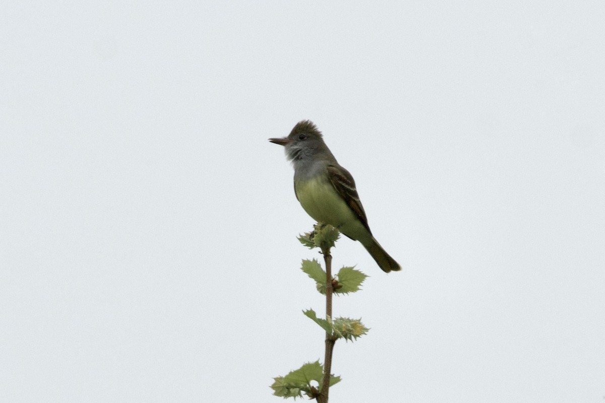 Great Crested Flycatcher - ML618579700