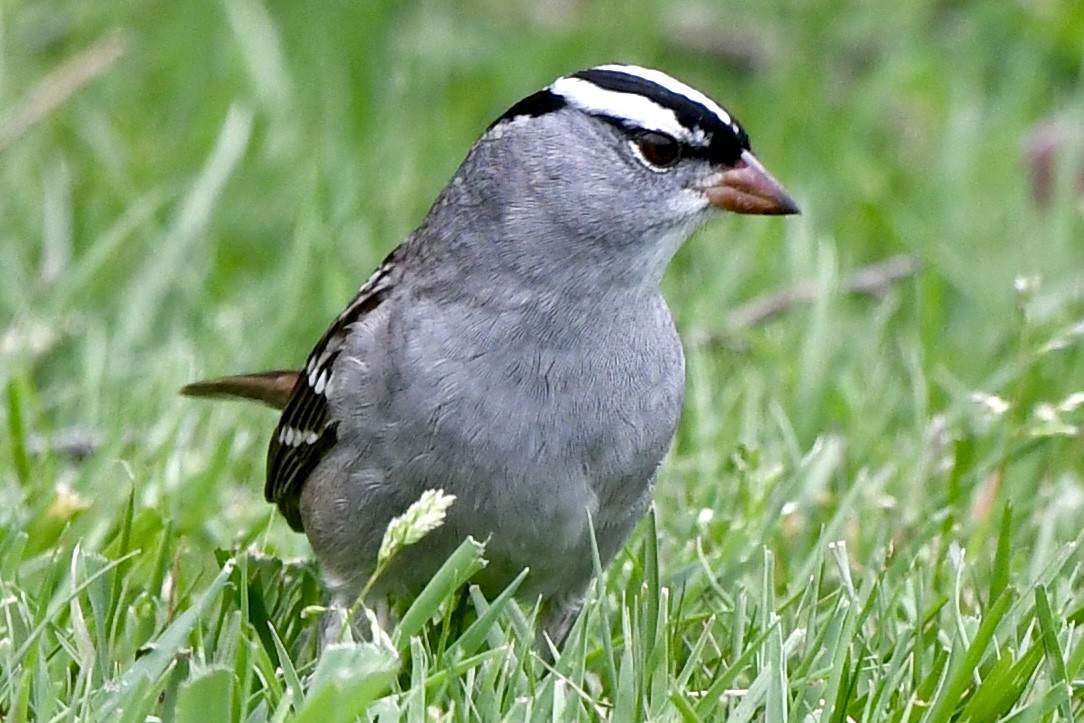 White-crowned Sparrow - ML618579713