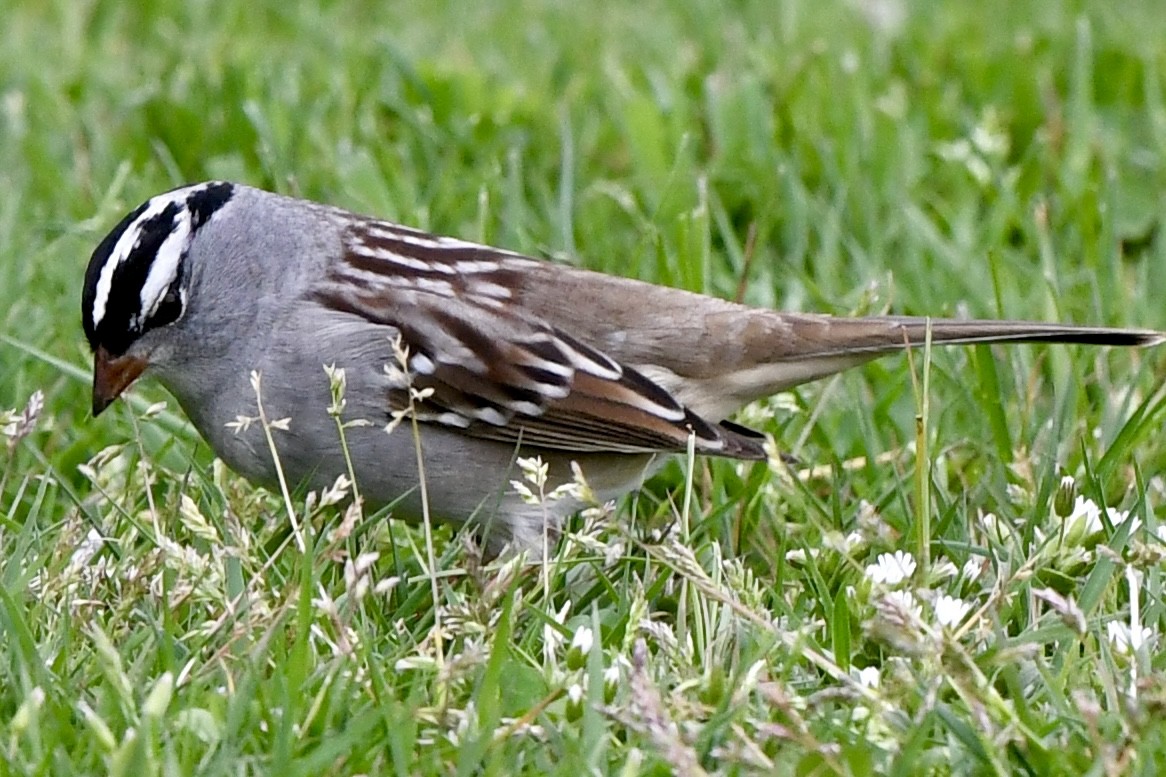 White-crowned Sparrow - ML618579714