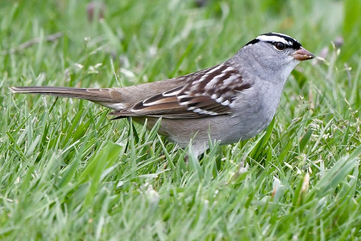 White-crowned Sparrow - ML618579715