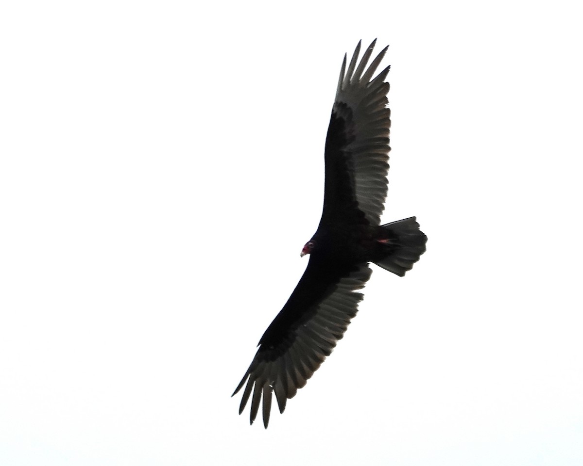 Turkey Vulture - ML618579724