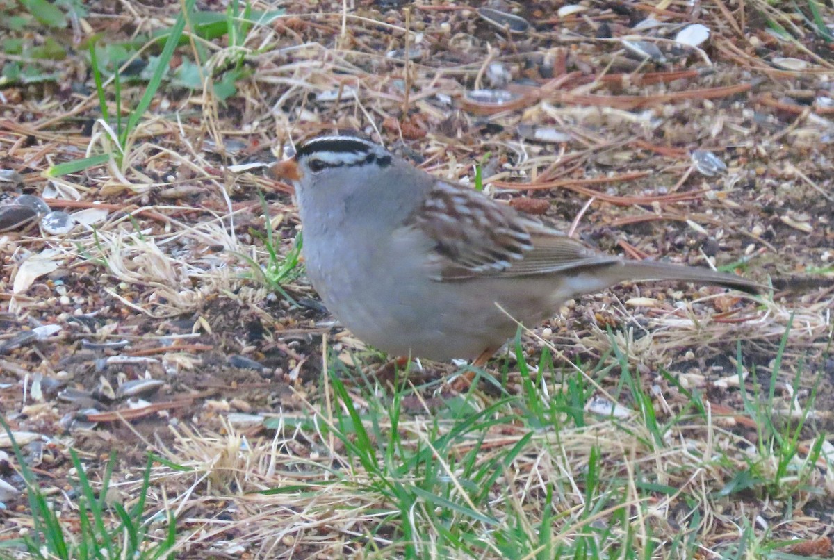 White-crowned Sparrow - ML618579742