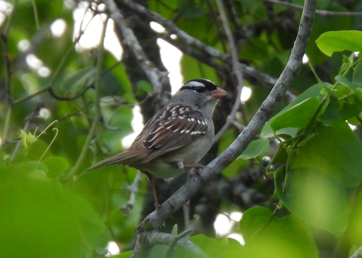 White-crowned Sparrow - ML618579761