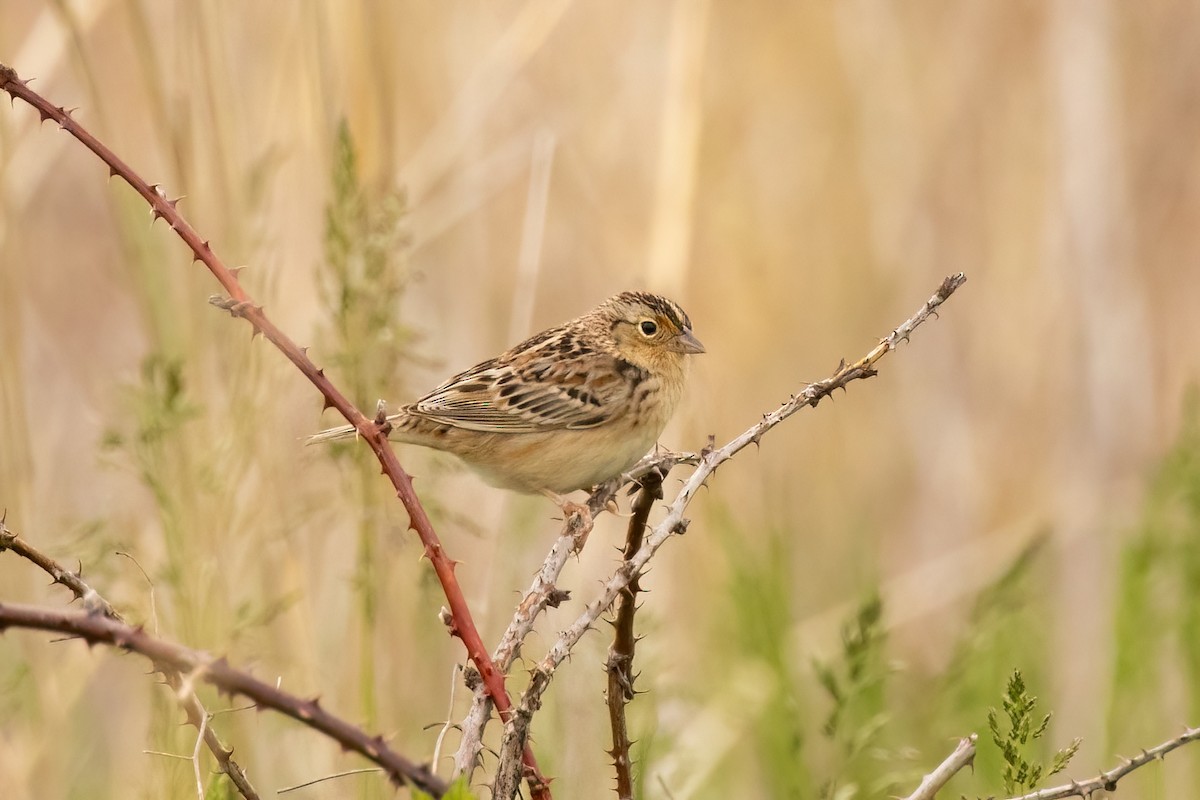Grasshopper Sparrow - ML618579769