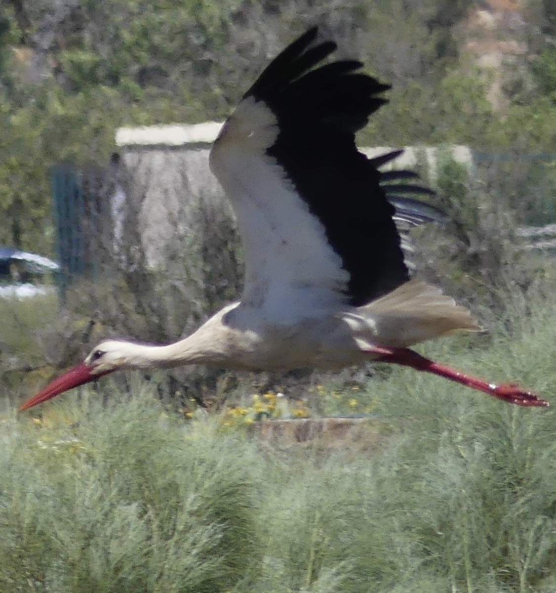 White Stork - Paul Bentinck