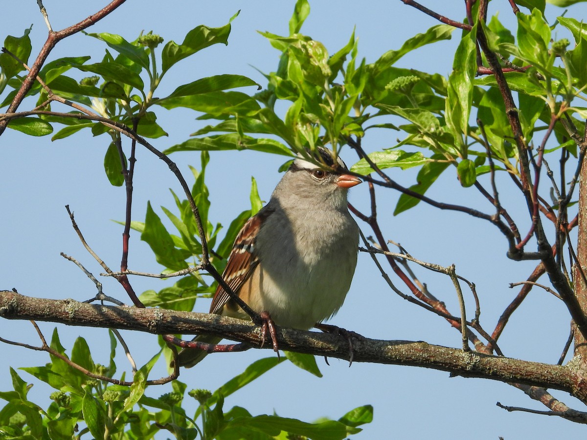 White-crowned Sparrow - ML618579792