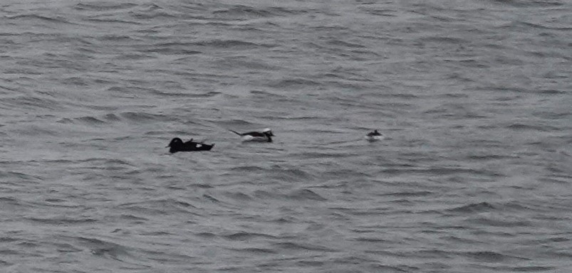 Long-tailed Duck - ML618579793