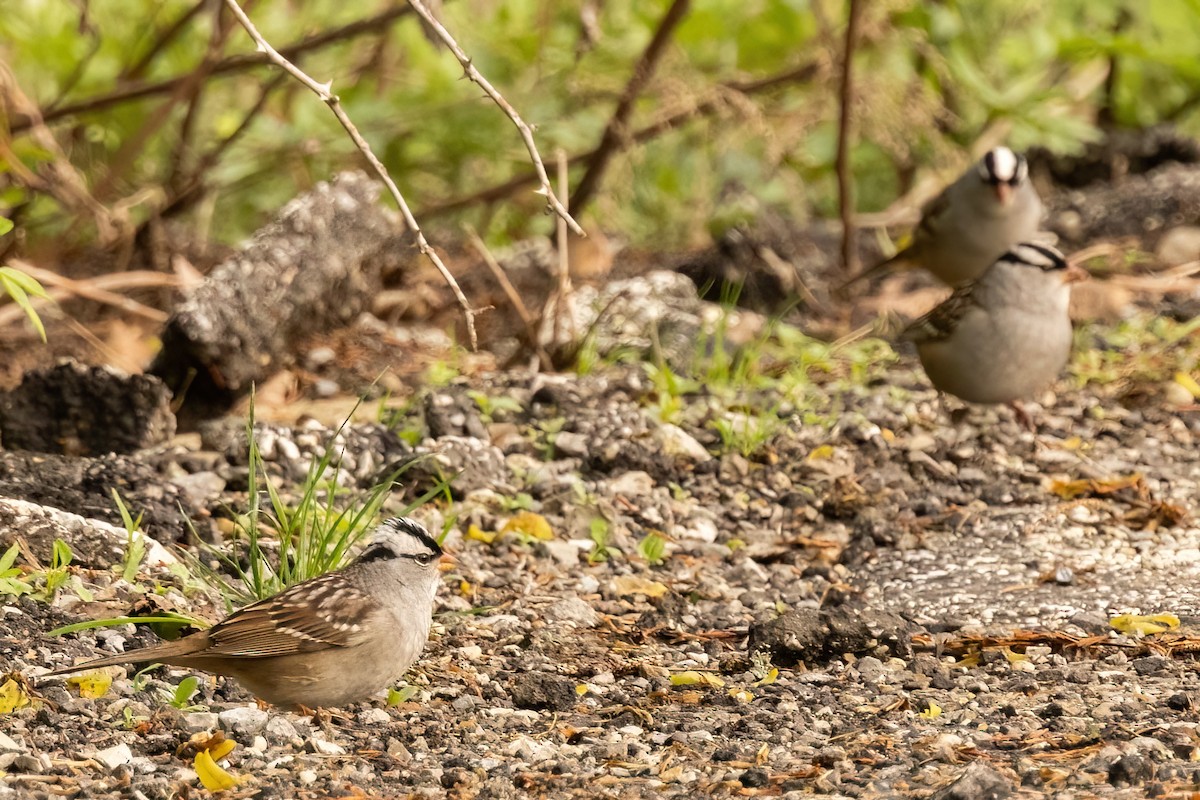 White-crowned Sparrow - ML618579828
